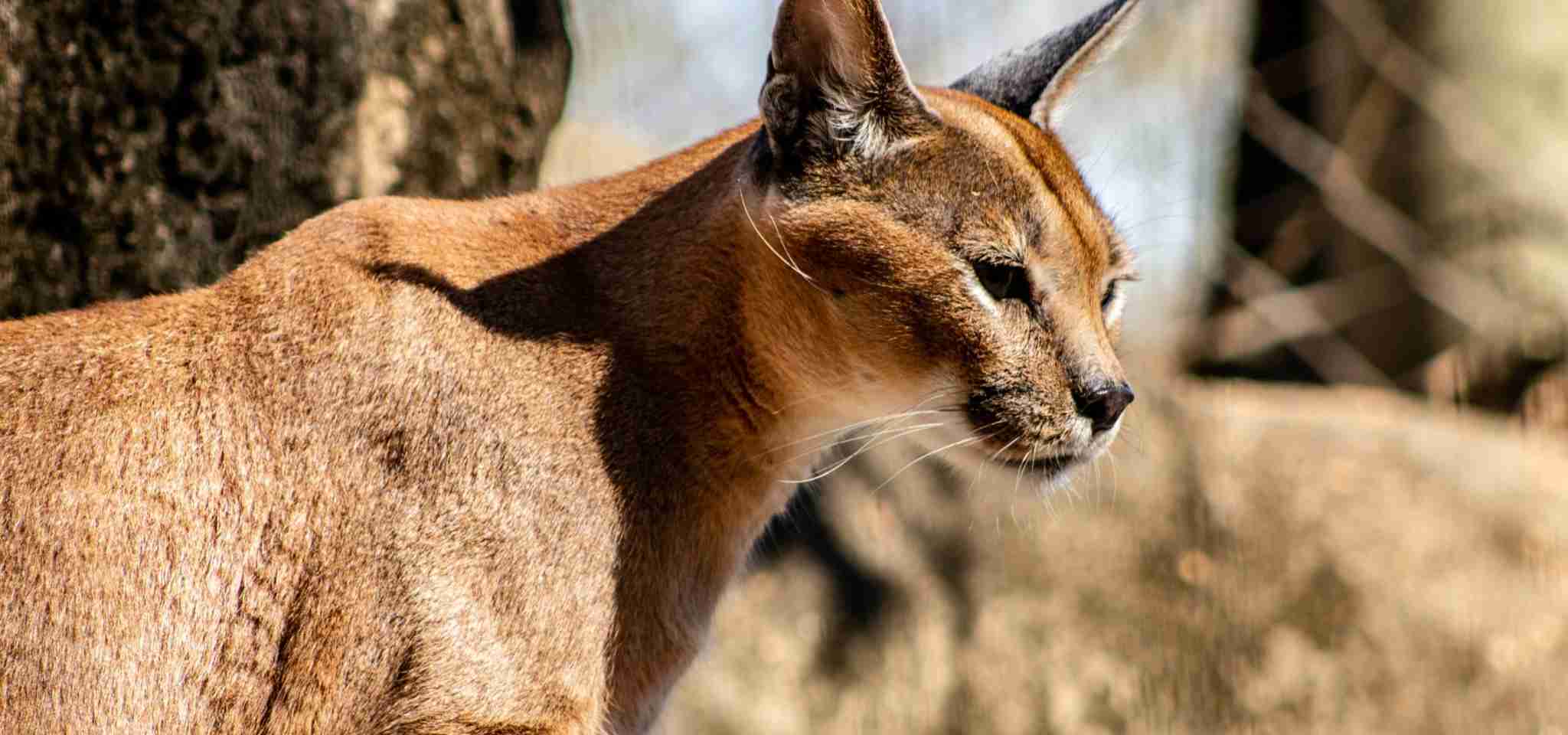Key characteristic of a caracal is its pointy ears, much like a Vulcan.